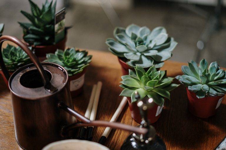 Hanson & Monroe The best plants for your home https://hansonmonroe.com/the-best-plants-for-your-home/